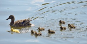 Entenfamilie mit mehreren grauen und einem gelben Entenküken im Wasser